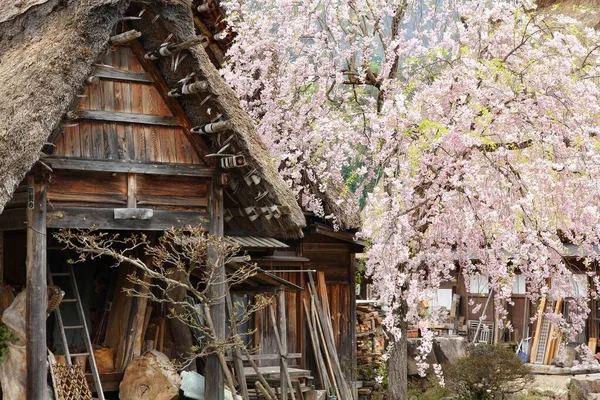Village Historique Japon Village Traditionnel Shirakawa Japon Fleurs Cerisier Printemps — Photo