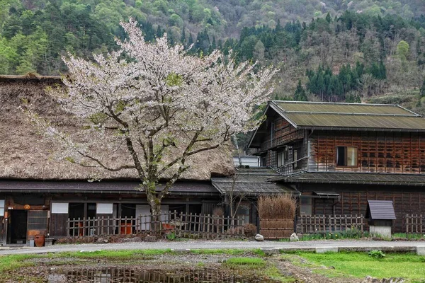 Japan Wahrzeichen Dorf Shirakawa Traditionelles Dorf Japan Kirschblüten Frühling — Stockfoto