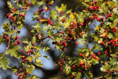 Alman doğası. Yazın Hawthorn çalıları (Crataegus monogyna) meyveleri.