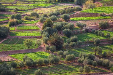 Ouarzazate, Fas yakınlarındaki tarım arazisi. Yeşil tarlaları ve zeytin ağaçları olan kırsal alan.