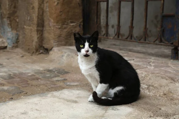 Street Cats Essaouira Morocco Local Domestic Black White Cat Sitting — Stock Photo, Image