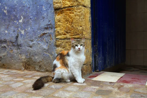 Essaouira Fas Sokak Kedileri Hamamın Girişinde Yerli Bir Kedi Oturuyor — Stok fotoğraf