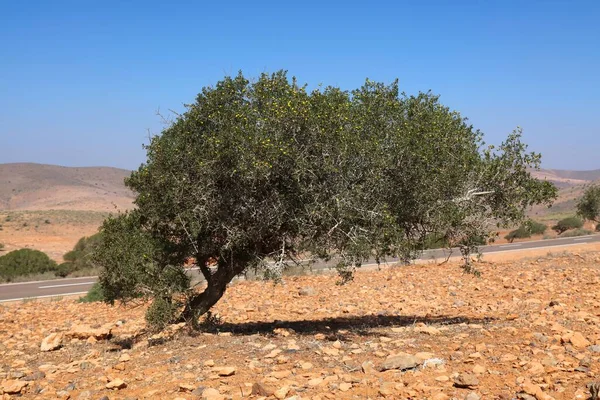Argan Gyümölcs Marokkóban Sous Völgyben Honos Argánia Fafajok — Stock Fotó