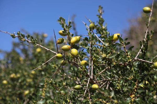 Φρούτα Αργκάν Στο Μαρόκο Είδη Δένδρων Argania Ενδημικά Της Κοιλάδας — Φωτογραφία Αρχείου