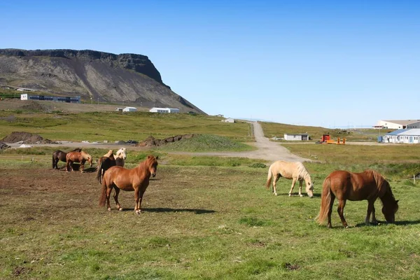 Cavalli Islandesi Olafsvik Penisola Snaefellsnes Nell Islanda Occidentale — Foto Stock