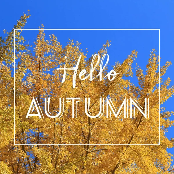 Hallo Herbst Web Banner Social Media Zeichen Für Den Herbst — Stockfoto