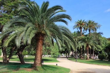 İspanya, Barselona 'daki Ciutadella halk parkı. Palmiye ağaçları ve yaya yolları.