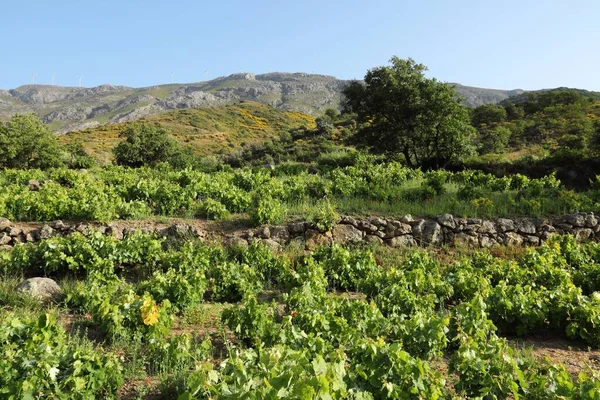 Viñedo Cerca Rethymno Isla Creta Grecia Paisaje Agrícola Griego Las —  Fotos de Stock