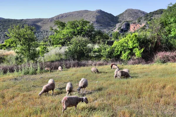 Girit Adası Yunanistan Koyun Çiftliği Kırsal Manzara — Stok fotoğraf