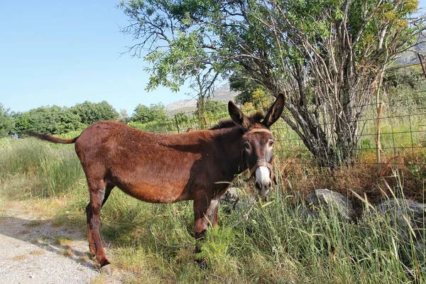 Donkey Typical Greek Farm Animal Crete Island Greece — Stock Photo, Image