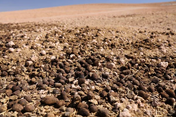 摩洛哥沙漠中的骆驼排泄物 骆驼粪 — 图库照片