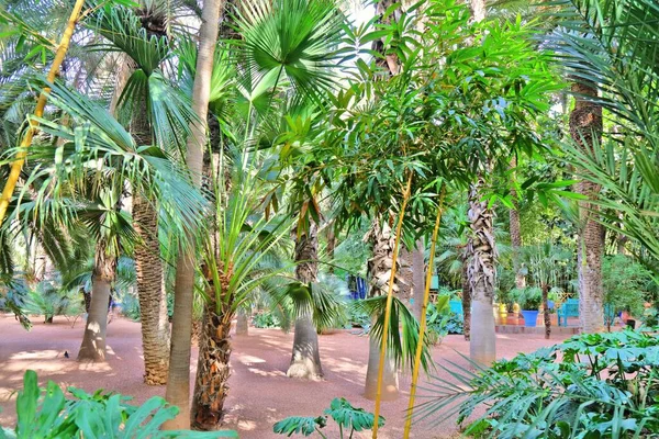 Palm Trees Bamboo Historic Majorelle Gardens Jardin Majorelle Marrakech Morocco — 스톡 사진