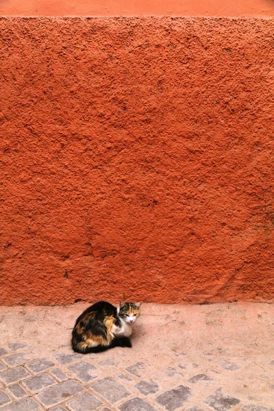 Street Cats Marrakech Morocco Local Domestic Calico Cat — Stock Photo, Image