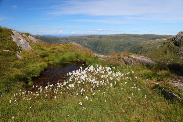 Bomullsväxter Norge Vanligt Bomullsgräs Eriophorum Angustifolium Vid Ulriken Berget Nära — Stockfoto