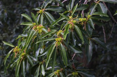 Londra 'daki Kew Botanik Bahçeleri' nde tatlı kestane (Castanea sativa) çiçek açar..