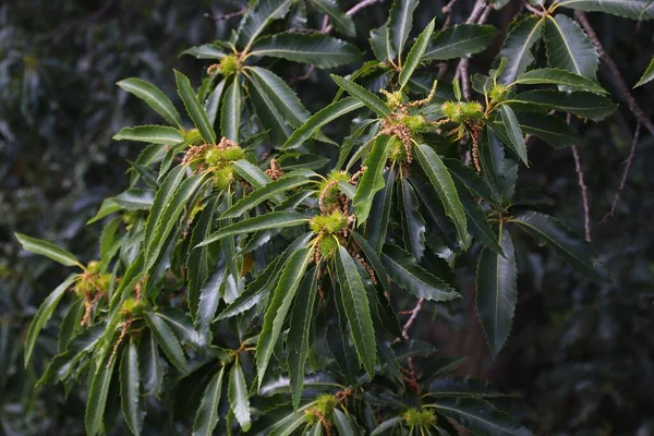 Sweet Chestnut Castanea Sativa Blossoms Kew Botanic Gardens London — Stock Photo, Image