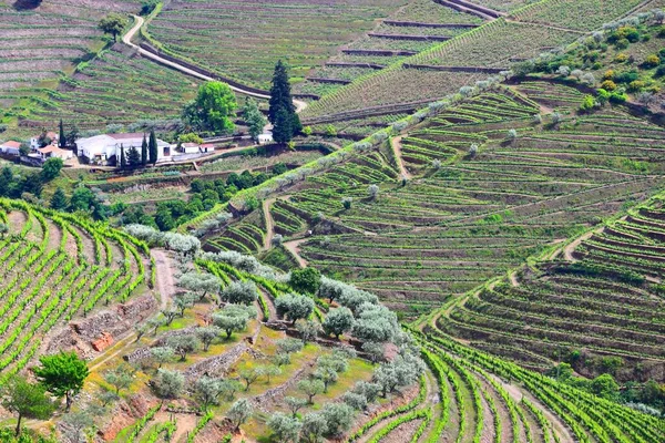 Vineyards Portugal Grapevine Hills Alto Douro Valley Portugal Beautiful Agricultural — Stockfoto