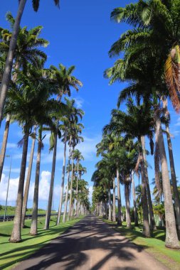 Guadeloupe 'da palmiye ağacı sıralı bir cadde. Allee Dumanoir.