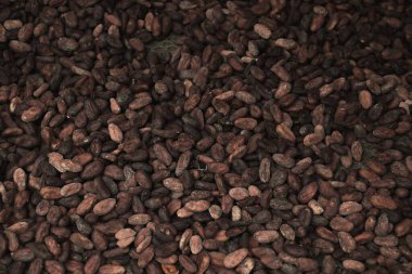 Guadeloupe Karayip adasındaki kakao endüstrisi. Hava kurutucu kakao çekirdeği arka planı.