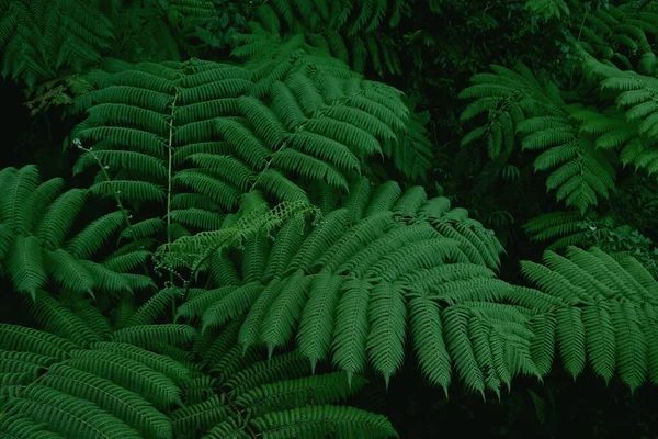 グアドループのシダ植物のテクスチャ 緑のジャングルの熱帯雨林 — ストック写真