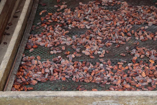 Karayip Adası Guadeloupe Çikolata Endüstrisi Hava Kurutucu Kakao Tohumları — Stok fotoğraf