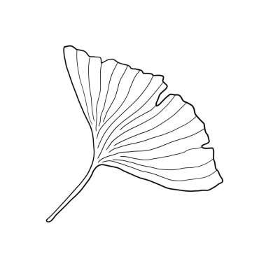 Ginkgo biloba yaprağı izole edilmiş vektör dijital çizim. Japon çiçek motifi wabi sabi tarzı.