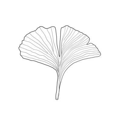 Ginkgo biloba yaprağı izole edilmiş vektör dijital çizim. Japon çiçek motifi wabi sabi tarzı.