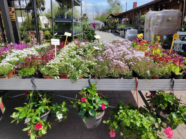 Katowice Polónia Maio 2021 Preços Das Mudas Flores Viveiro Plantas — Fotografia de Stock