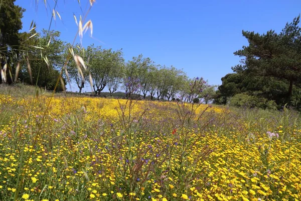 Portekiz, Cascais yakınlarında kır çiçekleri olan güzel bir bahar çayırı..