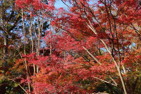 Podzimní Období Japonsku Podzimní Listy Kjóta Japonsko — Stock fotografie