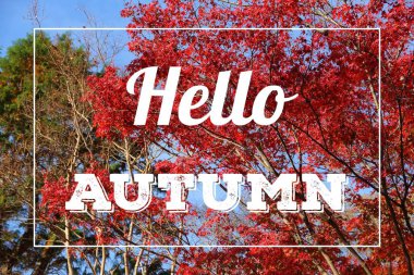 Merhaba sonbahar web afişi. Sonbahar sezonu için sosyal medya işareti.