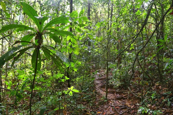 Sendero Senderismo Selva Tropical Isla Palawan Filipinas Selva Tropical —  Fotos de Stock