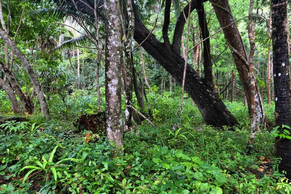 Filipinler Deki Palawan Adasının Yağmur Ormanları Tropik Orman Ormanı — Stok fotoğraf