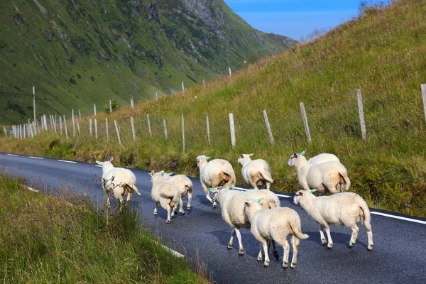 Vieh Auf Der Straße Lokale Gefahren Straßenverkehr Stadlandet Norwegen — Stockfoto