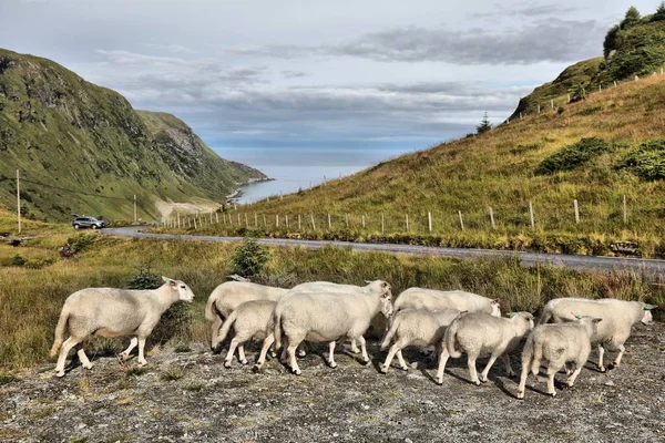 Mandria Pecore Nella Penisola Stadlandet Norvegia Allevamento Bestiame Estate — Foto Stock