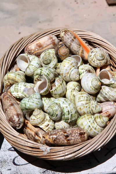 Seaside vacation souvenirs - sea snail shells in Croatia. Gift shop in Split, Croatia.