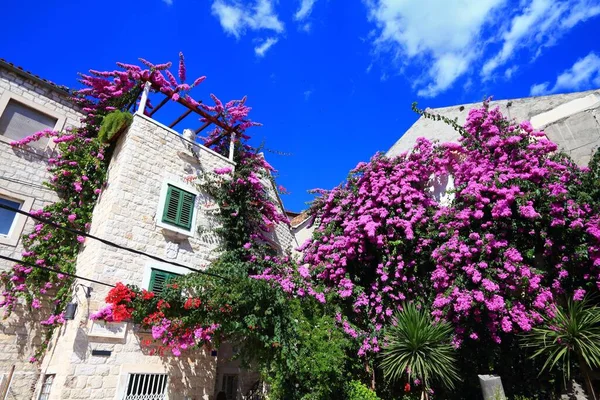 Split Croazia Regione Dalmazia Patrimonio Mondiale Unesco Città Vecchia Fiori — Foto Stock