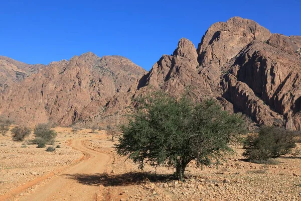 Estrada Para Nenhum Lugar Marrocos Estrada Cascalho Entre Árvores Argania — Fotografia de Stock