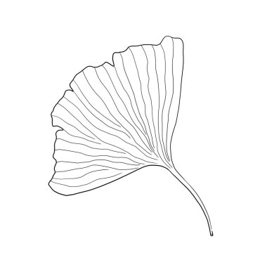 Ginkgo biloba yaprağı izole edilmiş vektör dijital çizim. Japon çiçek motifi wabi sabi tarzı.