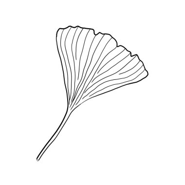 Ginkgo biloba yaprağı basit izole edilmiş vektör dijital çizimi. Japon çiçek motifi wabi sabi tarzı.
