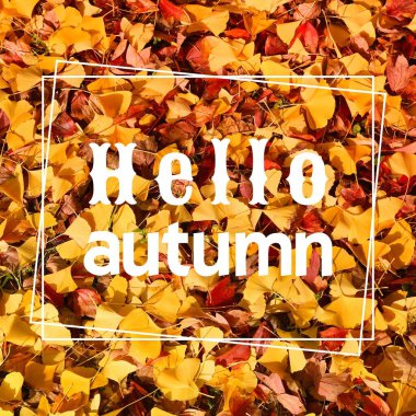 Merhaba sonbahar web afişi. Sonbahar sezonu için sosyal medya işareti.