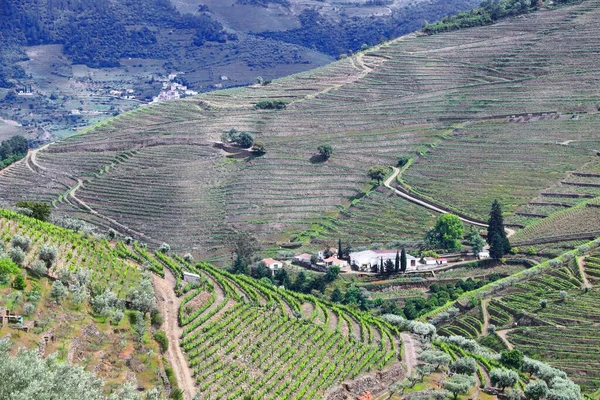 Douro Vineyards Portugal Vineyard Rural Landscape Alto Douro Doc Wine — Φωτογραφία Αρχείου