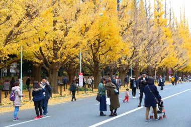 TOKYO, JAPONYA - 30 Kasım 2016: Tokyo, Japonya 'da insanlar Ginkgo Bulvarı sonbahar yapraklarını kutluyor. Icho Namiki Bulvarı sonbahar yapraklarına olan hayranlığıyla ünlüdür..