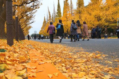 TOKYO, JAPONYA - 30 Kasım 2016: Tokyo, Japonya 'da insanlar Ginkgo Bulvarı sonbahar yapraklarını kutluyor. Icho Namiki Bulvarı sonbahar yapraklarına olan hayranlığıyla ünlüdür..