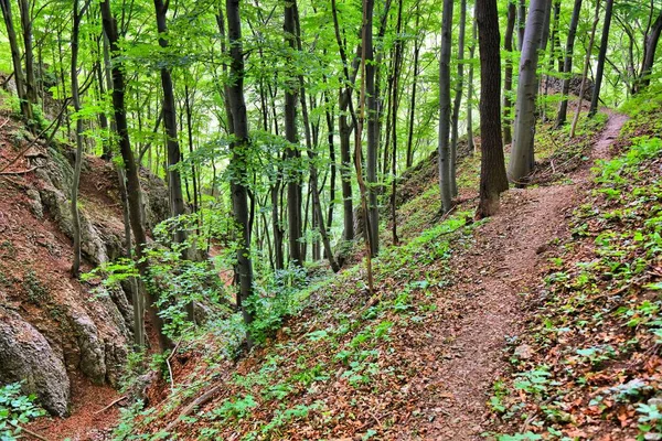 Dolina Bedkowska valley forest trail near Krakow. Summer hiking trail in Lesser Poland (Malopolska).