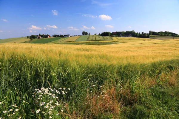 Paisaje Rural Polonia Menor Malopolska Campos Cebada Vista Rural Polonia — Foto de Stock