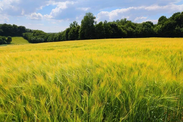 Paesaggio Campagna Nella Piccola Polonia Malopolska Campi Orzo Vista Rurale — Foto Stock