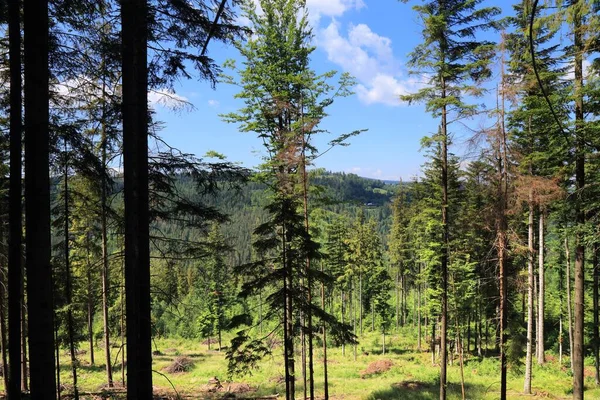 Paisagem Silesiano Beskids Beskid Slaski Polônia Montanha Floresta Vista Verão — Fotografia de Stock