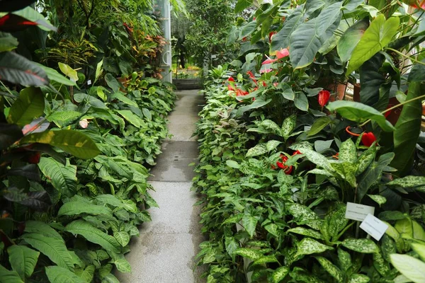 Krakow Poland July 2021 Greenhouse Interior Jagiellonian University Botanical Garden — Stock Photo, Image