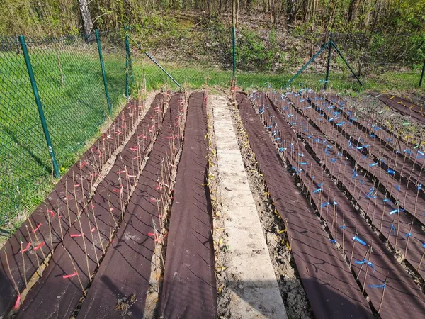 Blueberry Plant Nursery Fenced Garden Poland — стокове фото